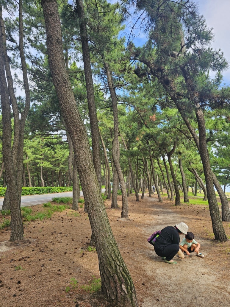 해파랑길 39코스 바우길 05구간 이미지