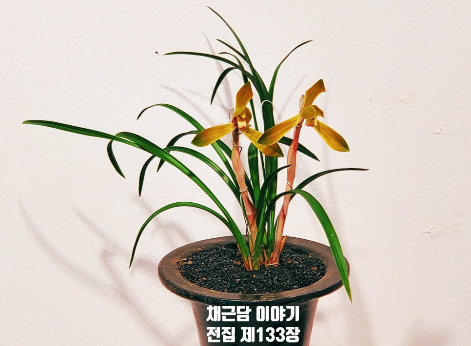 효도전집 이미지