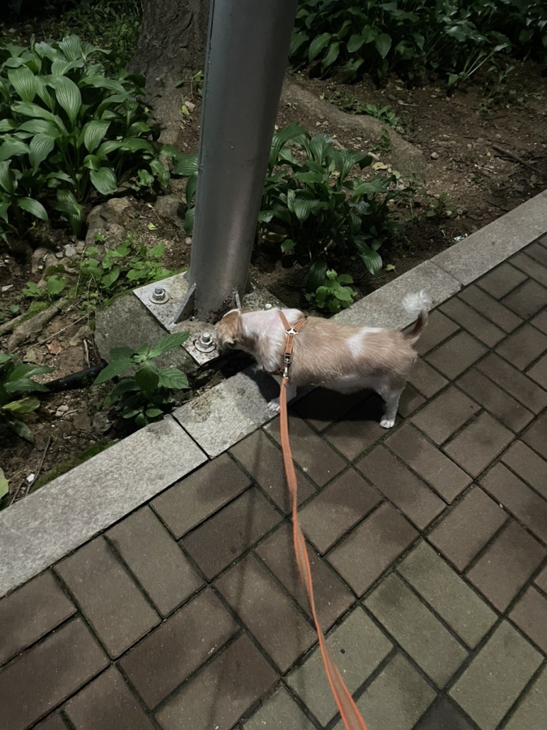 파파피나 이미지