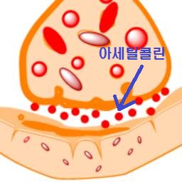 오씨드 이미지