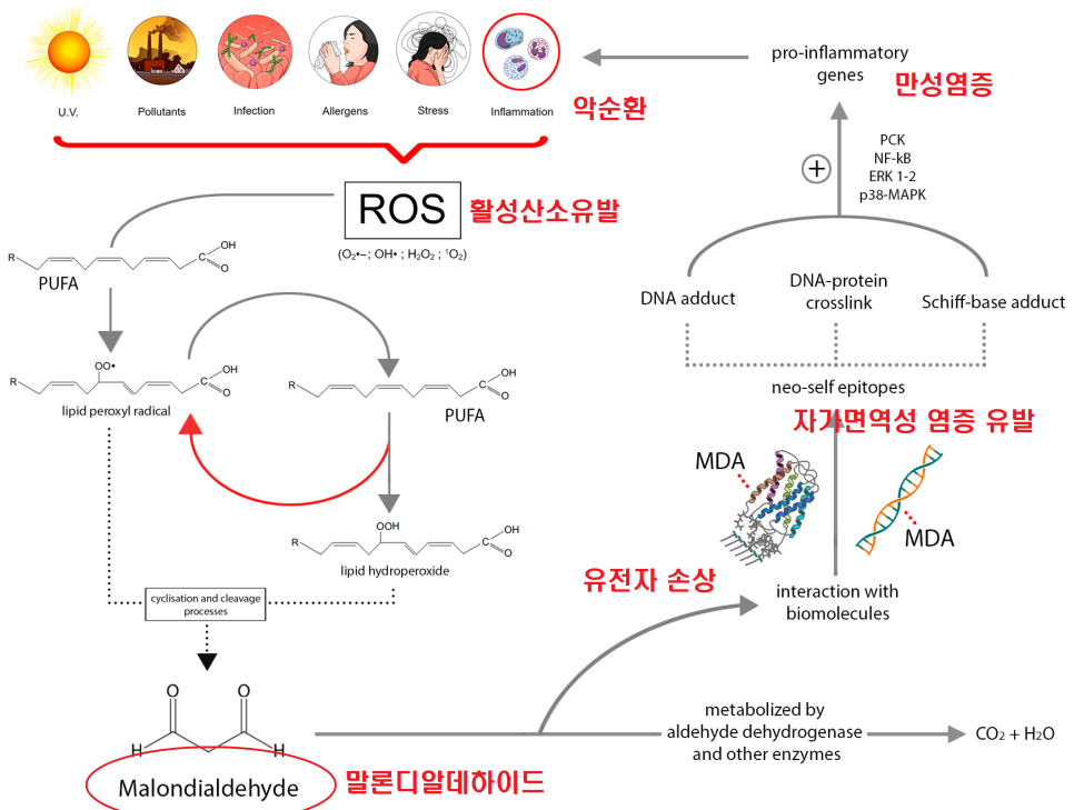 오씨드 이미지
