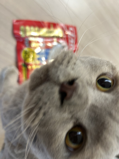 챠오챠오 이미지
