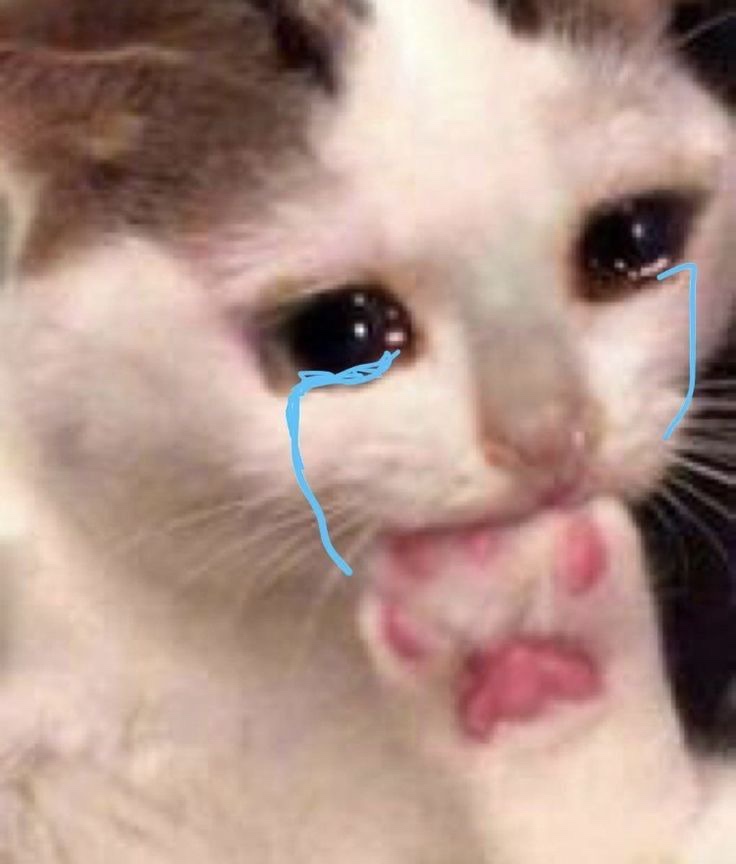 고칸 이미지