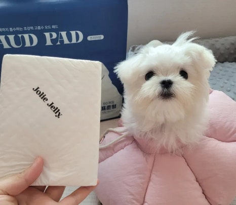 졸리젤리 이미지