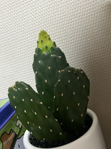 디트리오 이미지