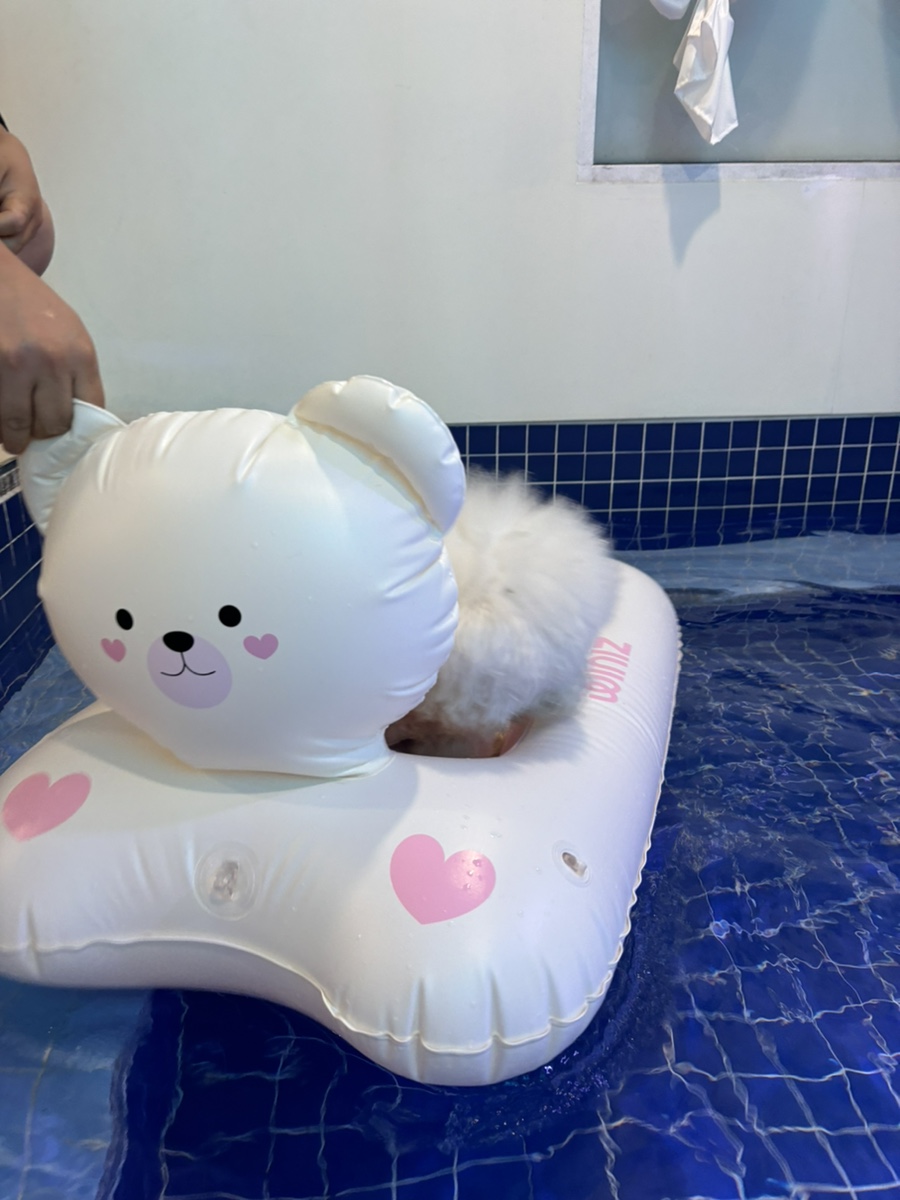 부천 워터독 강아지 실내수영장 재방문 후기 — 사진 6