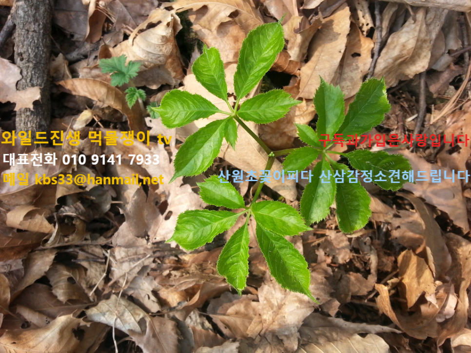 와일드진생 이미지