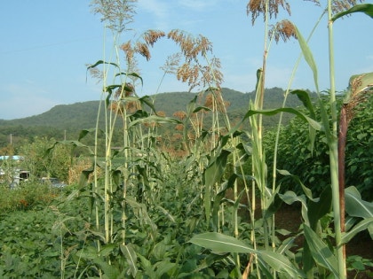 콩밭에 이미지