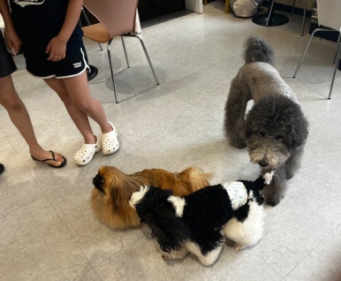 멍브로 이미지