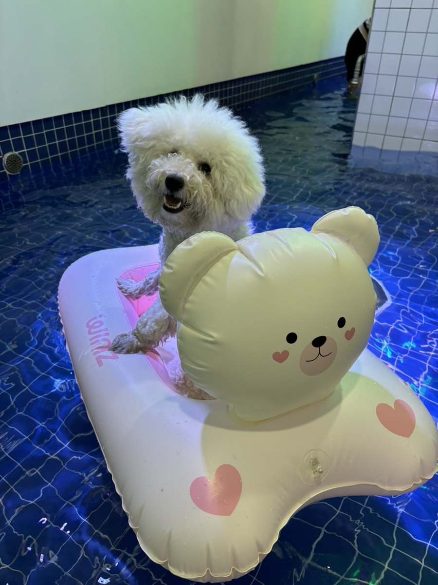 부천 워터독 강아지 실내수영장 재방문 후기 — 사진 8