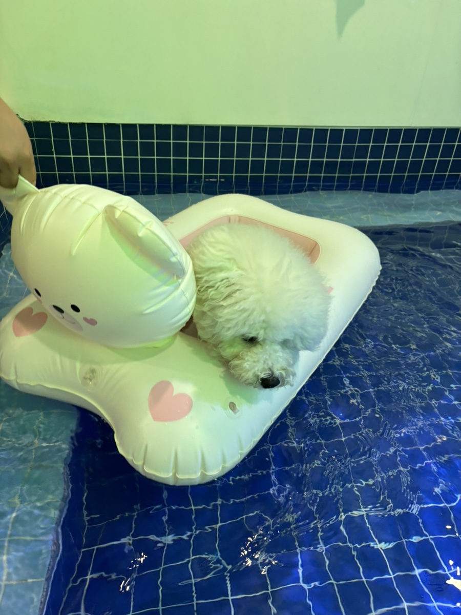 부천 워터독 강아지 실내수영장 재방문 후기 — 사진 4