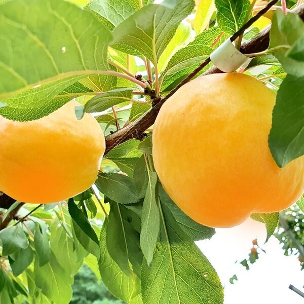 애프리코트(APRICOT) 이미지
