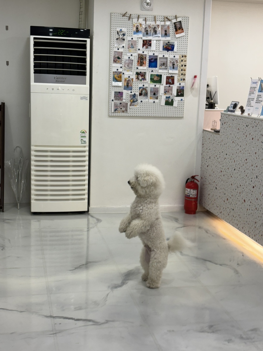 부천 워터독 강아지 실내수영장 재방문 후기 — 사진 12