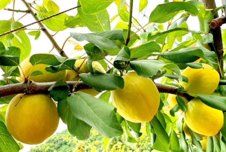 애프리코트(APRICOT) 이미지