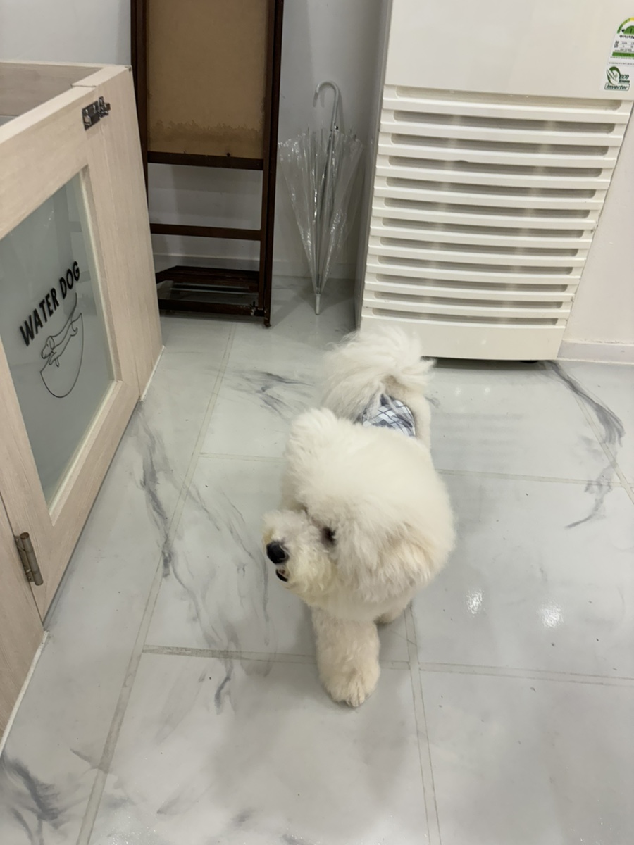 부천 워터독 강아지 실내수영장 재방문 후기 — 사진 13