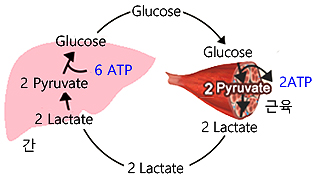 젖산 산증(lactic acidosis) : 네이버 블로그