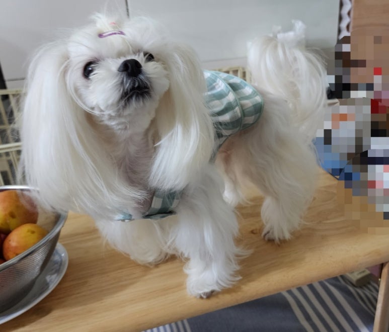 일루와 이미지