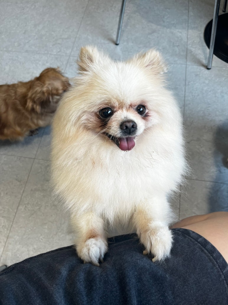 멍브로 이미지