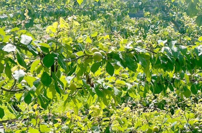 애프리코트(APRICOT) 이미지