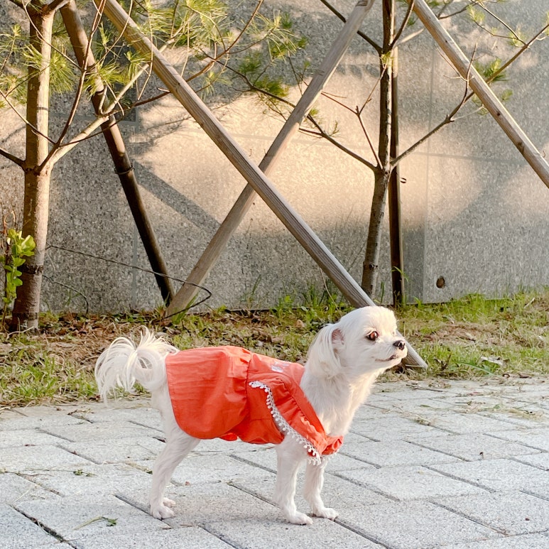 꽁이옷장 이미지