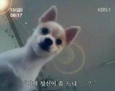 스타만들기 이미지