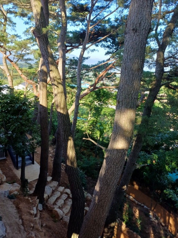 포레스트258/포레스트258펜션 이미지