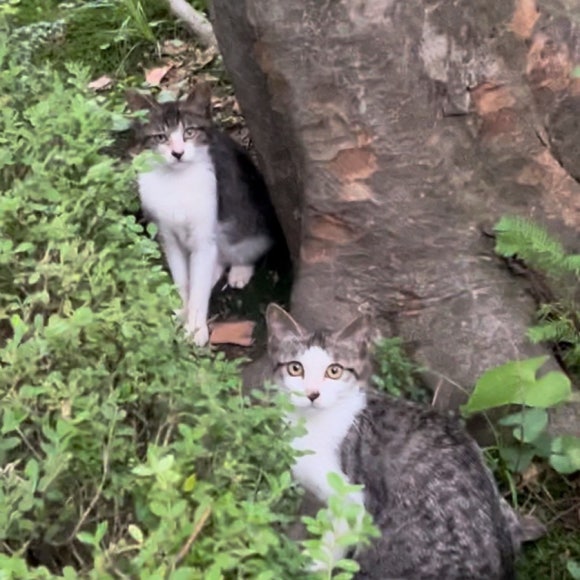 키레이네일 이미지