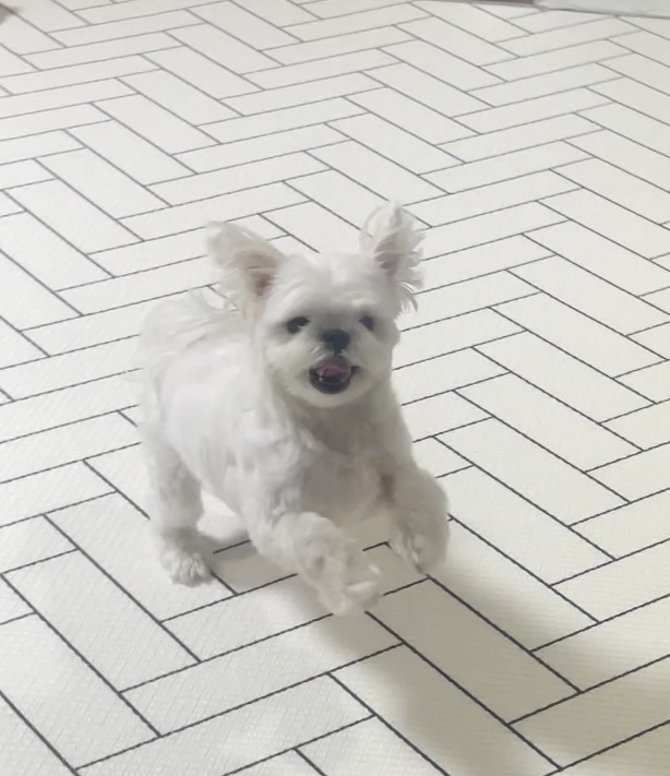 도그빌리지 이미지