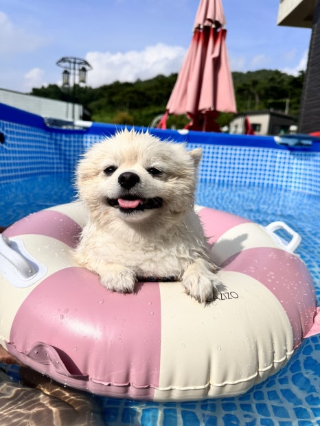 숲정 이미지