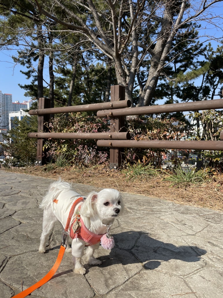 꽁이옷장 이미지