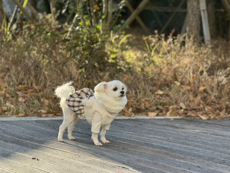 꽁이옷장 이미지