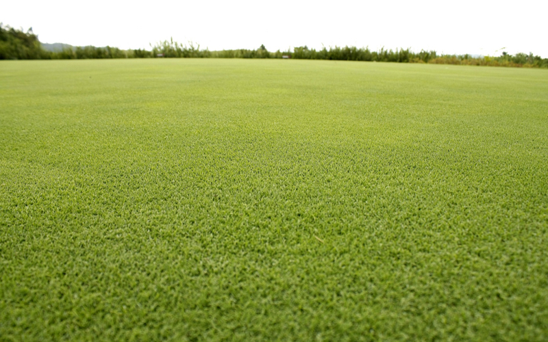 버뮤다그래스(BERMUDA GRASS) 이미지