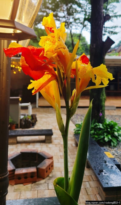 로뎅853-1 이미지