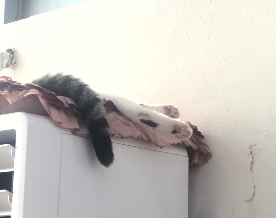 현스헤어 이미지