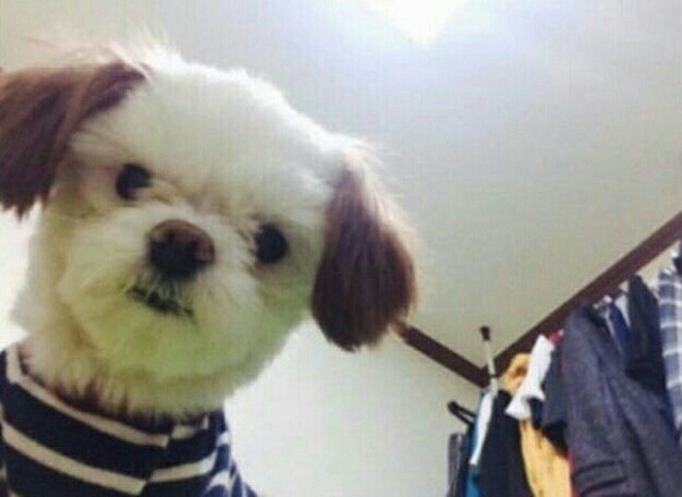 피식 이미지