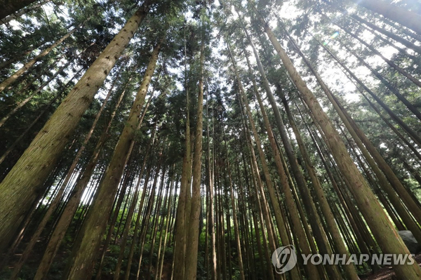축령산편백하우스 이미지