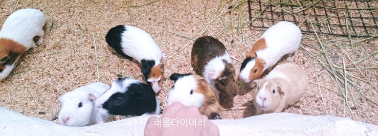 앤쥬 이미지
