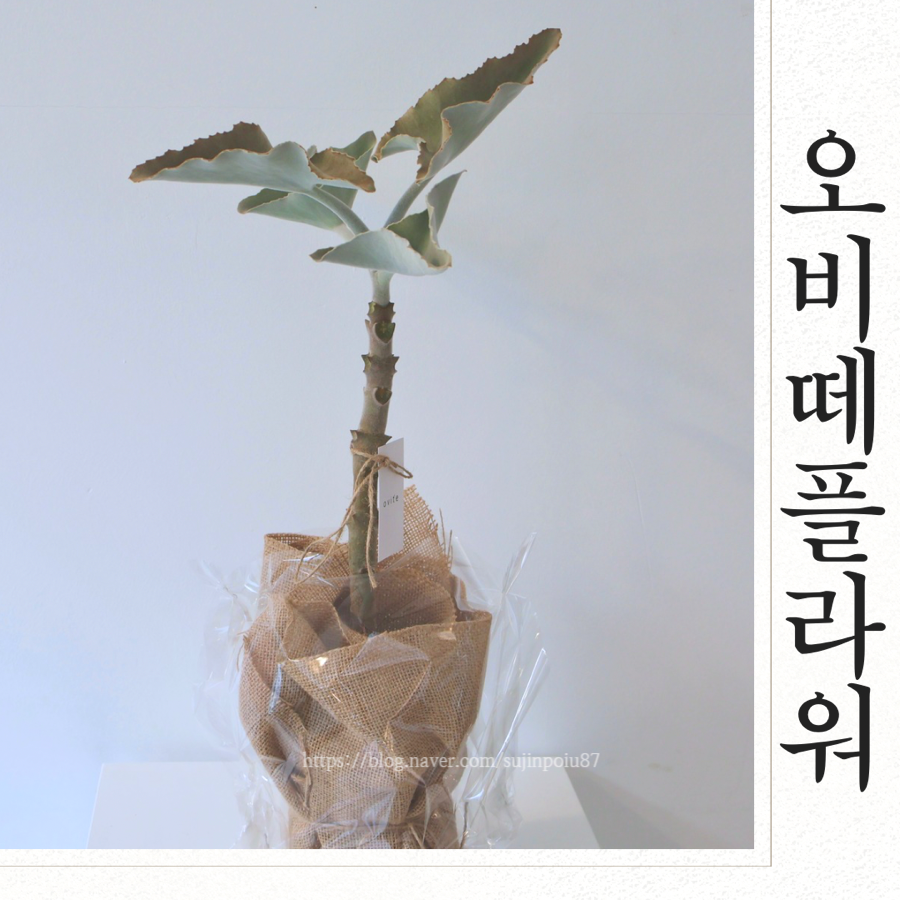 오비떼플라워 이미지