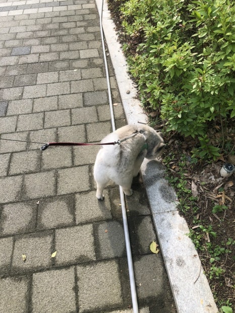 바바페 이미지