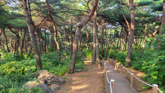 숲속 이미지