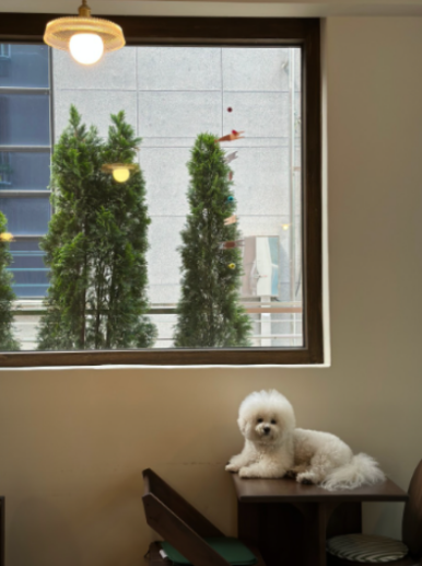 카페노이 이미지