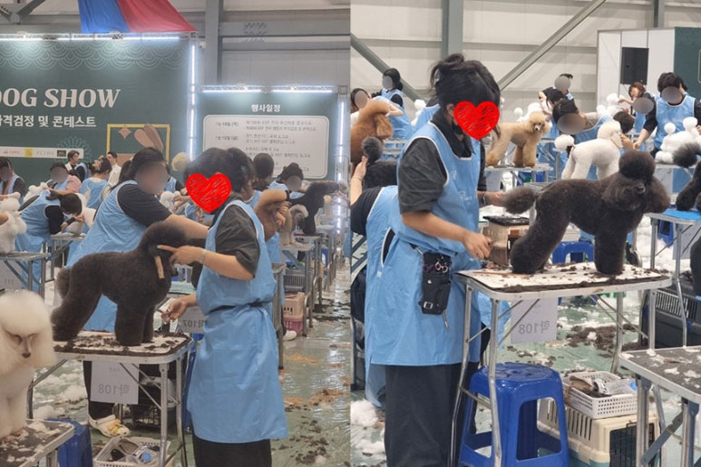 윈애견미용학원 이미지