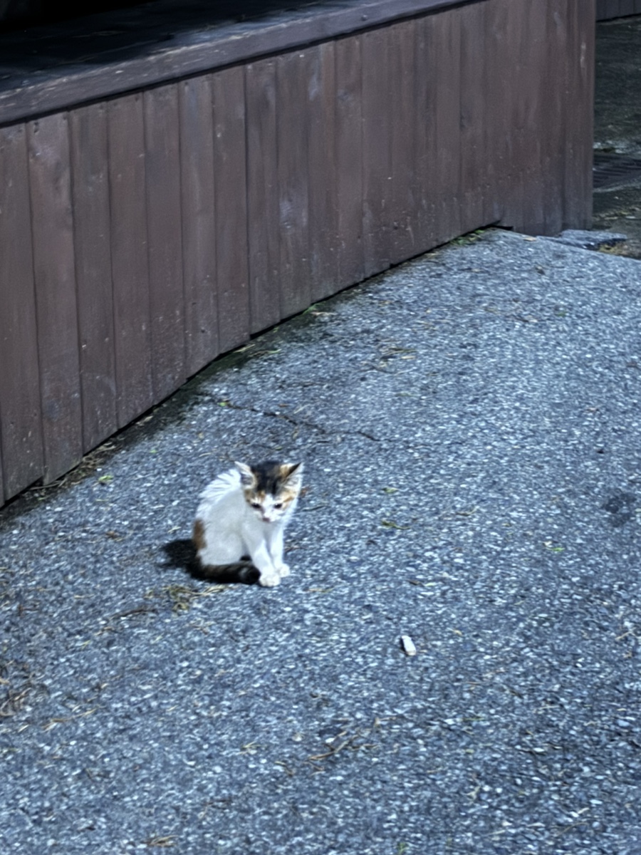 크레이지버블대연 이미지