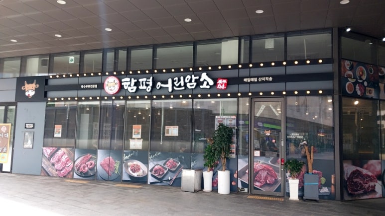 함평어린암소 이미지