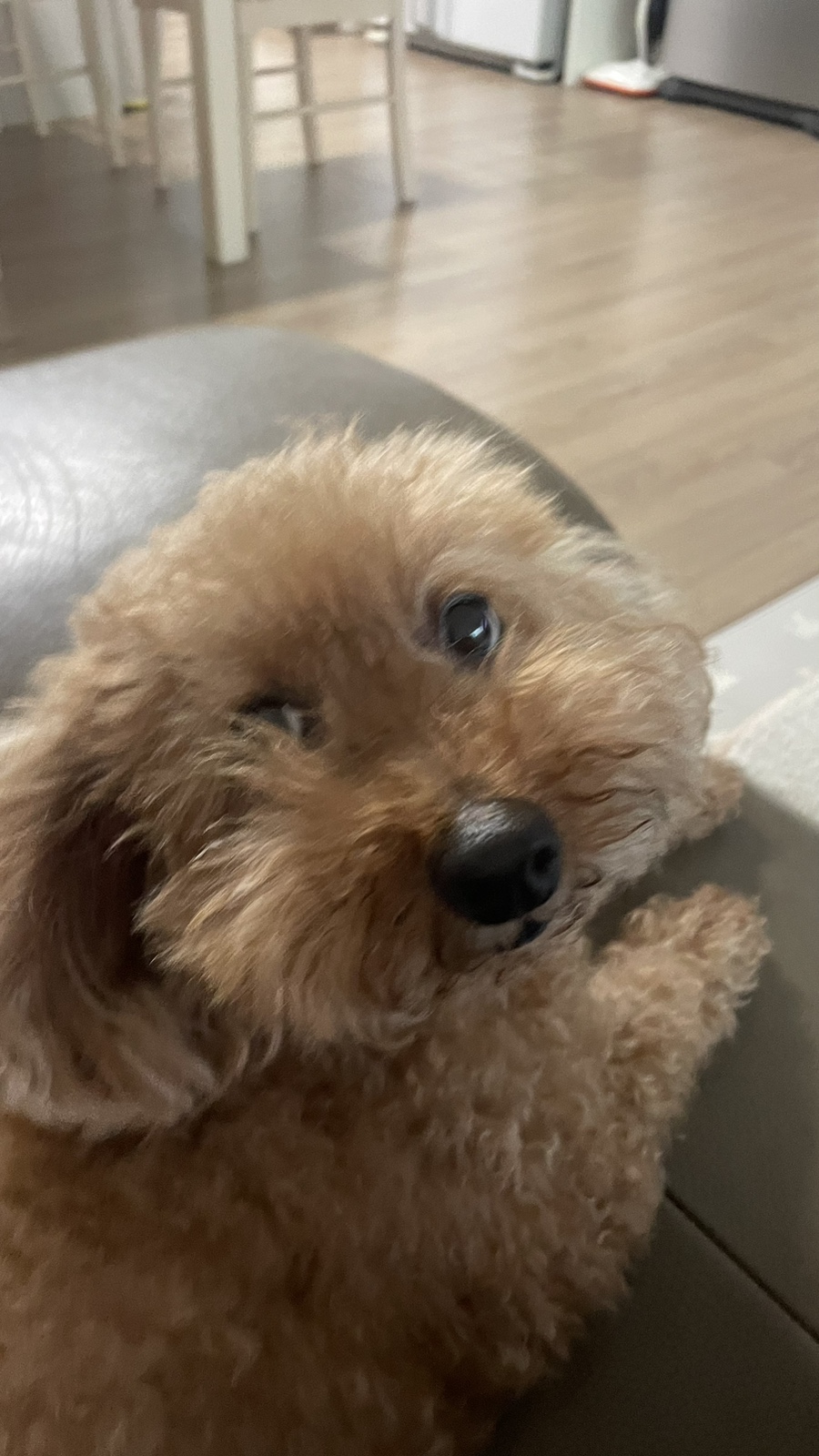 올라브리또 이미지