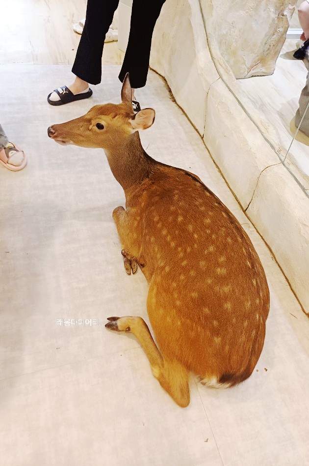 앤쥬 이미지