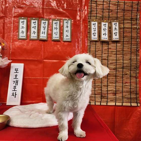 또오개 이미지