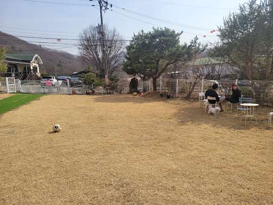 멍애견카페 이미지