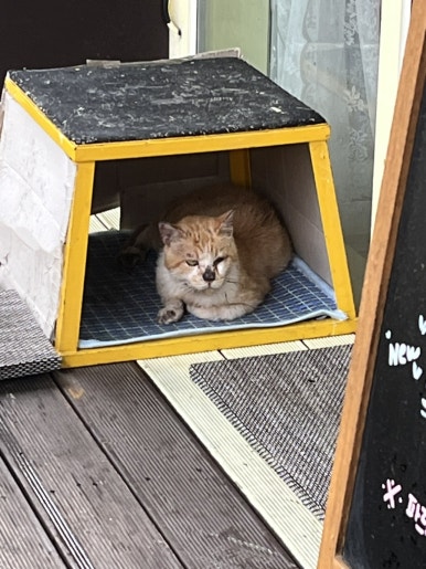 달곰디 이미지