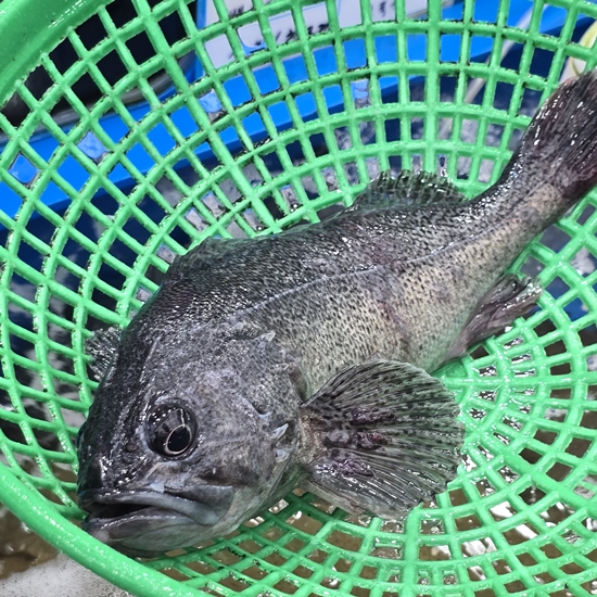 공주회수산 이미지
